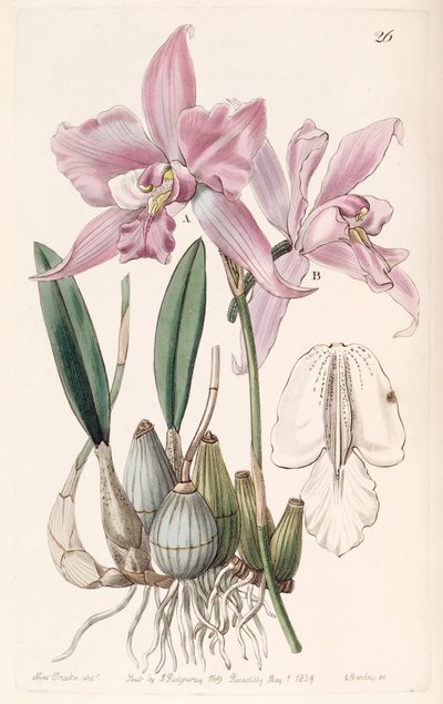 Laelia furfuracea von Miss Drake